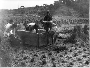 Harvesting rice on Nantai Island, Fuzhou, 1923