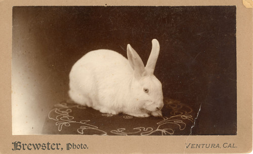 White Rabbit on a Table