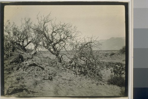 Mesquite Tree in the Sand