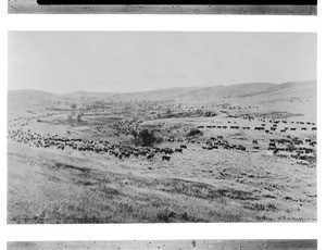 "Throwing Rangers to the Roundup", a cattle roundup on the Montana plain, ca.1890