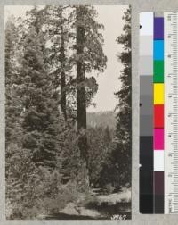 Sequoia near Plot 4 Whitaker's Forest, July, 1926. It is 11.6 ft. diameter and 275 ft. tall. Lookout station on ridge in the background