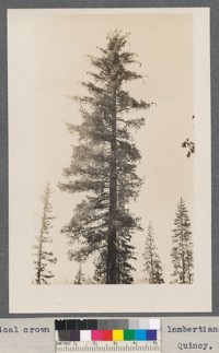 A typical crown of Sugar Pine (Pinus lambertiana) Quincy, California - 1915 Dunning