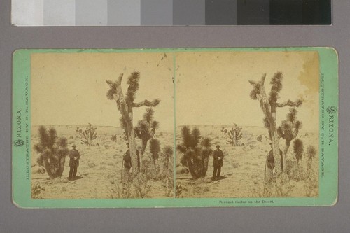 Bayonet Cactus on the Desert.--Photographer: C. R. Savage--Place of Publication: Salt Lake City, Utah.--Photographer's series: Photographic Scenes in Utah, Arizona, Montana, Idaho and Wyoming Territories. Arizona