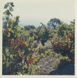 Vineyard near Asti, California, 1970