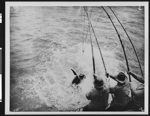 Commercial tuna fishermen hooking a tuna, ca.1920