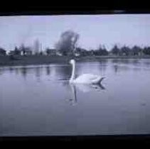 A swan on Southside Park lake