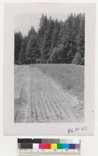 Monterey pine seedling stock is the only thing that showed much success this year at Parlin Fork Nursery, Jackson State Forest, Mendocino County. Cover crop is vetch. Metcalf. July 1952