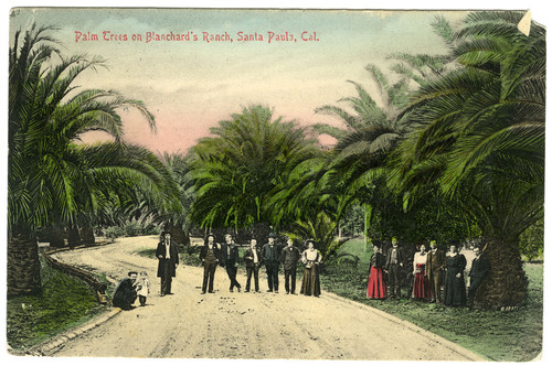 Palm Trees on Blanchard's Ranch