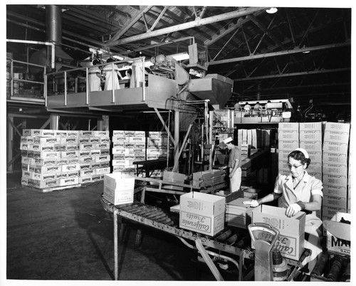 Female Worker Weighing Boxes of Fruit at the Mayfair Packing Co