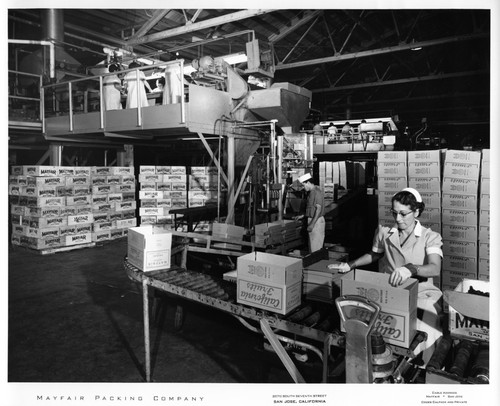 Female Worker Weighing Boxes of Fruit at the Mayfair Packing Co