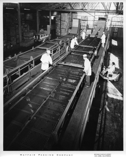 Male Workers Raking Goods on a Large Conveyor Belt at the Mayfair Packing Co