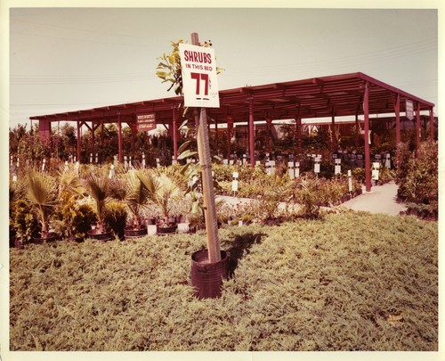 Image of the San Jose Woolworth's Plants and Shrubbery Nursery