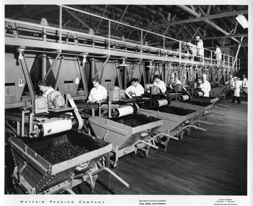 Workers Sorting Fruit at Mayfair Packing Co. Conveyor Belt Sorting Stations