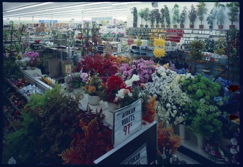 View of the San Jose West Side K-Mart Nursery