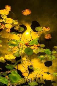 Lily pads in water