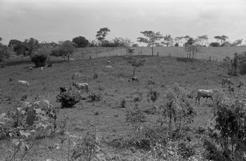 Cattle grazing in a pasture, San Basilio de Palenque, 1976