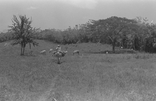 Man on a mule, San Basilio de Palenque, 1976