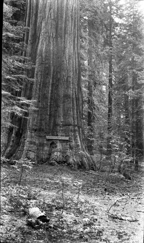 Miscellaneous Named Giant Sequoias, Roosevelt Tree