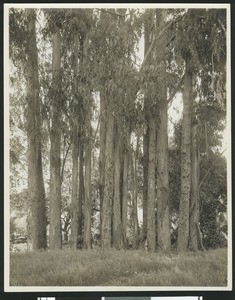 Eucalyptus trees, ca.1900