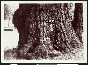 Tree trunk with the sign "Jumbo" attached to show that it was one of the largest trees in Big Tree Grove, ca.1900