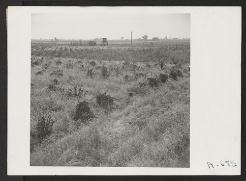 Nakaya ranch, 18 acres, now deserted. The principal crop is Tokay grapes. Photographer: Stewart, Francis Florin, California