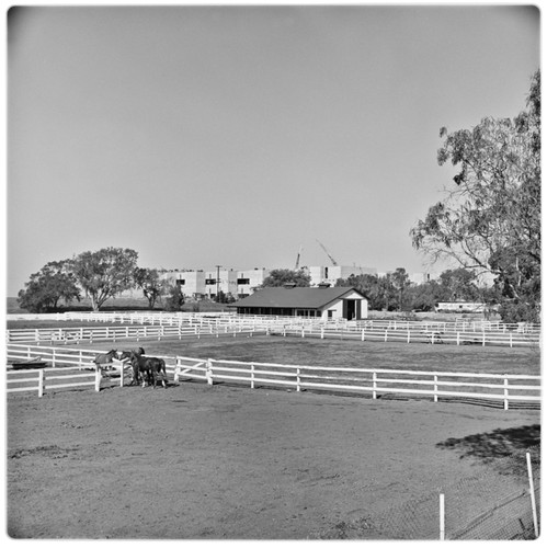 La Jolla Farms Stables with the Salk Institute for Biological Studies, under construction, in background
