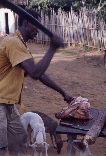 Man butchering a pig, San Basilio de Palenque, 1976