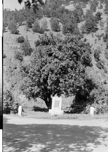 Mother Orange Tree, Bidwell Bar, Calif. Planted by Judge Joseph Lewis in 1856