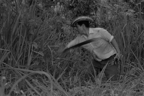 Man cutting plants, La Chamba, Colombia, 1975