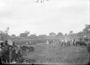 Africans with cattle, Tanzania, ca.1893-1920