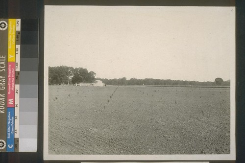 First Orchard on Settlement, #121