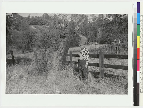 View of "Ishi Site;" man in checkered shirt standing by bush and fence