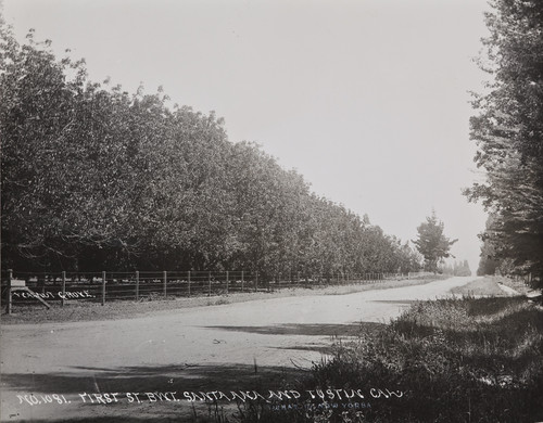 B.F. Conaway photograph of walnut grove in Tustin