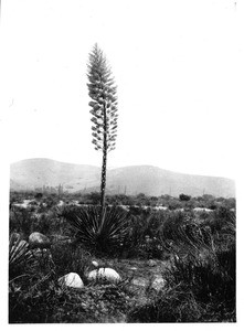 Yucca in bloom in San Fernando Valley, Los Angeles, 1928