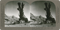 The White Bark Pine (Pinus albiccaulis) growing near Tioga Pass, Calif. Mt. Dana in background, Sc 139