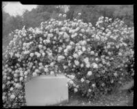 Rose bush, 1935