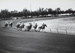 Horses and jockeys racing turn for home at the Sonoma County Fair Racetrack, Santa Rosa, California