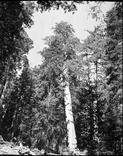 Giant Sequoias, Leaning sequoia on Congress Trail
