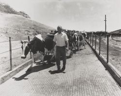Henry Matteri, 1978 Dairy of the Year award winner at the Sonoma County Fair, Santa Rosa, California