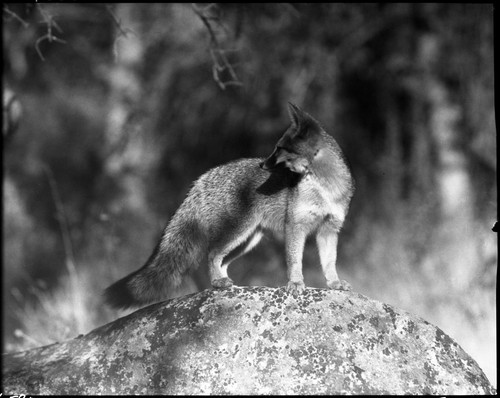 California Gray Fox