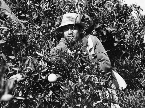 Agricultural laborer picking oranges