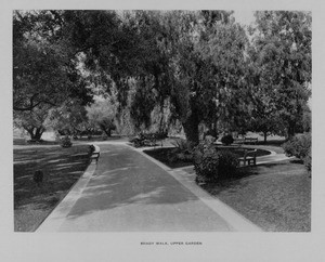 Trees creating shadows along a walkway in Busch Gardens, ca. 1910-1940