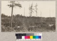 Cloquet Experiment Station. Natural reproduction of Red and Jack Pine on land cut over in 1910, mostly from seed stored in the forest floor
