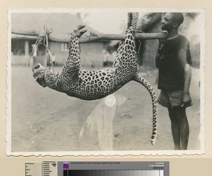 Dead leopard, Mihecani, Mozambique, ca.1930