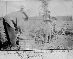F. J. Riddell, Blanche Riddell and three others identified as George, Bertha and Vernon at the Slusser Hop Yard near Forestville, 1909