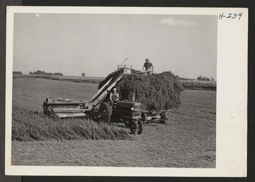 An alfalfa cutter and loader is shown at work in a field near Lawrence, Kansas. The fodder will be hauled