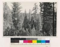 Conifer-hardwood type; mixed young-old growth. Main species are: Pinus ponderosa, Pseudotsuga taxifolia, Quercus kelloggii, Arbutus menziesii. (Air photo 127-68)
