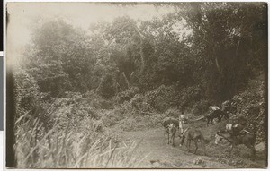 Caravan in the wood in Jibaat, Ethiopia, 1929-04-30