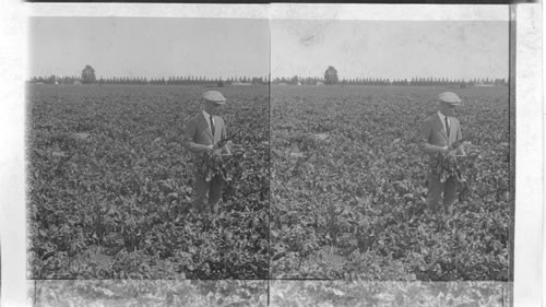 Field of sugar beets. Chatham, Ontario