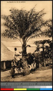 Man tapping a palm tree for palm wine, Congo, ca.1920-1940